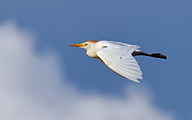 Cattle egret (Bubulcus ibis)